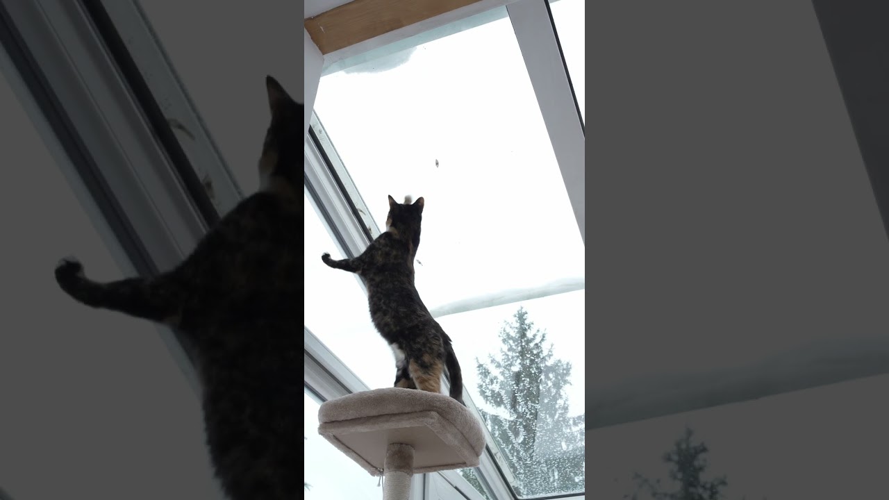 Leaf and Pom Poko: 01.09.2026