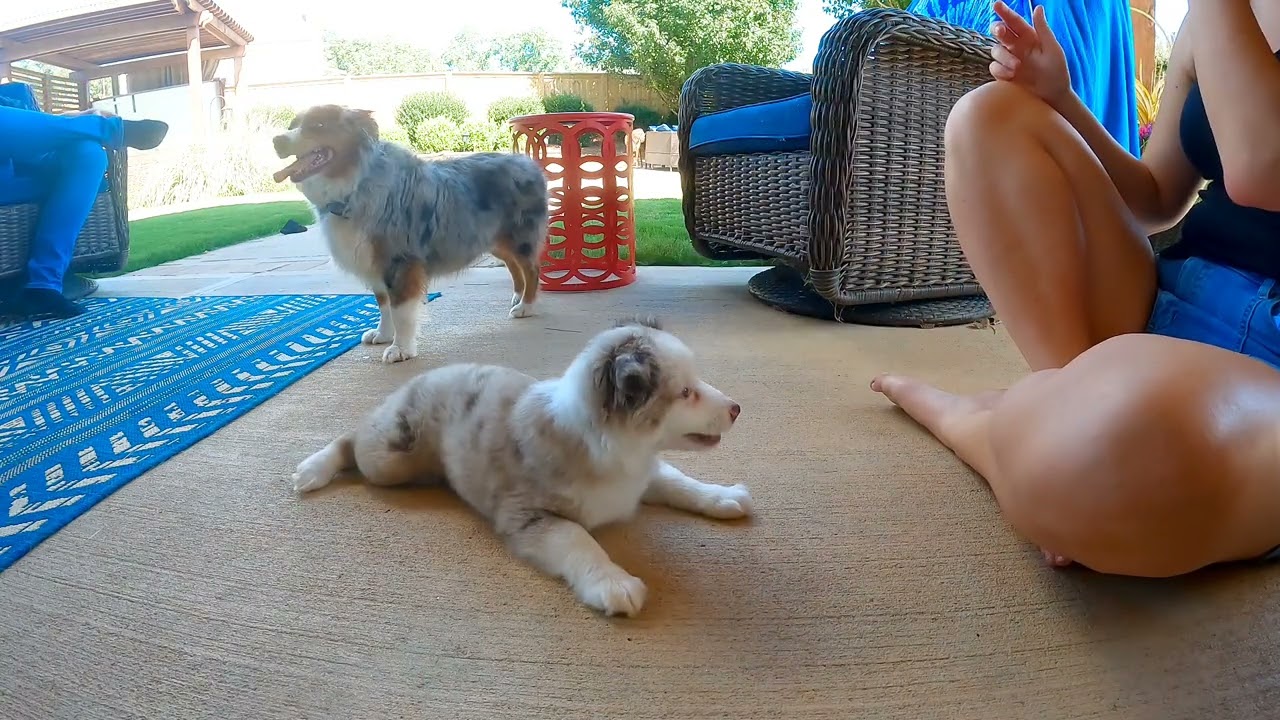 9wk old puppy learning roll over