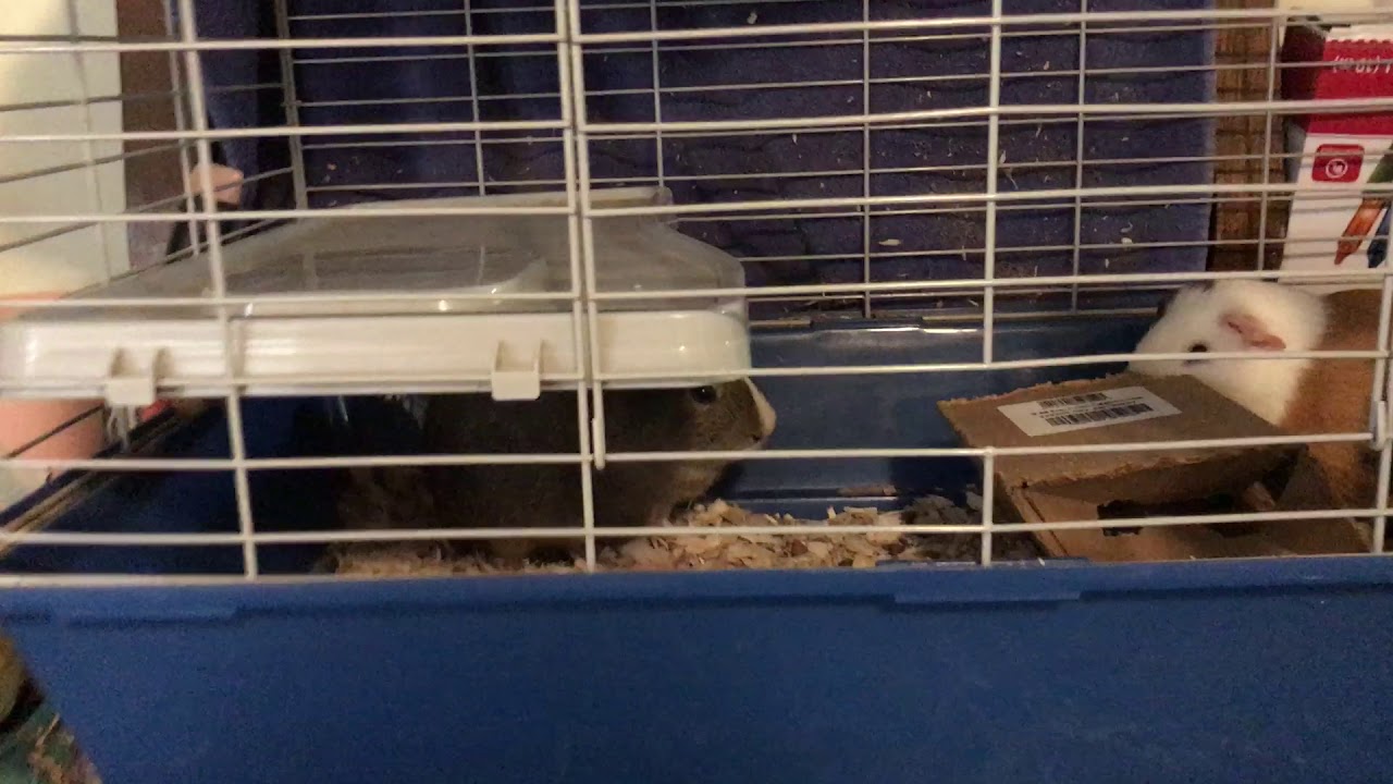 Me at the guinea pigs (