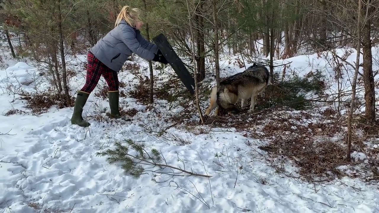 Wisconsin Gray Wolf Released Unharmed from humane Bridger #2 Foothold Trap