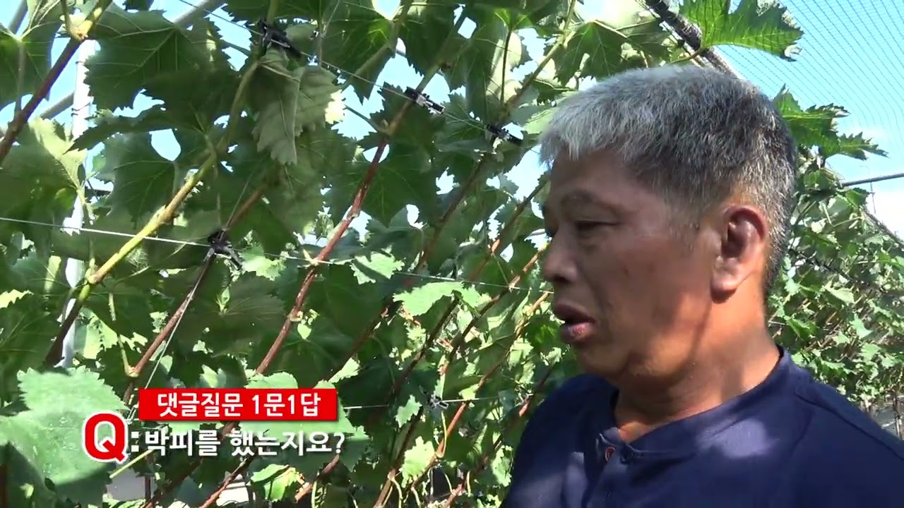 댓글질문 1문1답#김천포도
