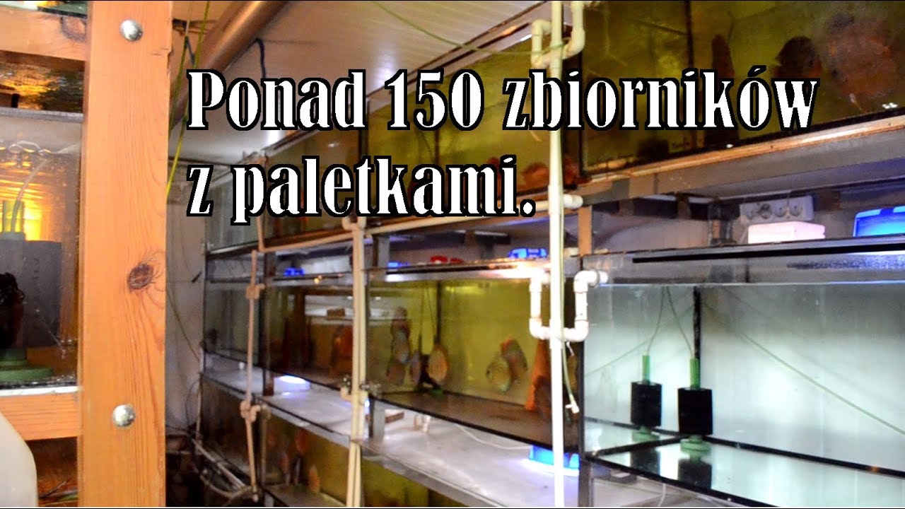 Jedna z największych hodowli paletek w Polsce.