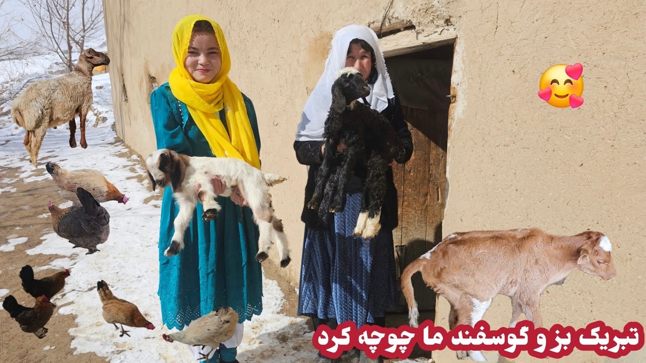 تبریک بز و گوسفند ما چوچه کرد🥰