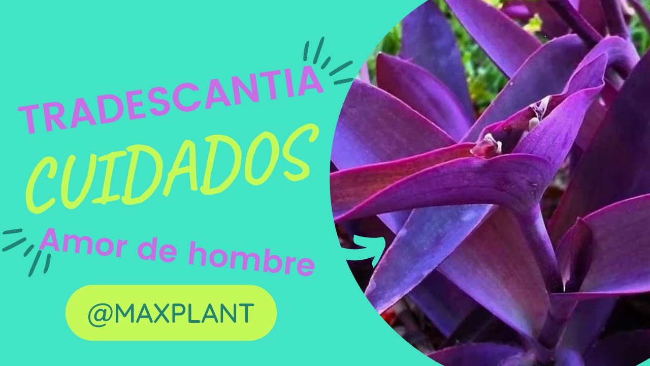 Cuidados Tradescantia o Amor de hombre. Guia actualizada 2025