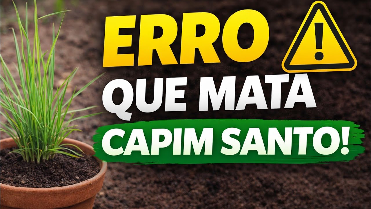 “O ERRO QUE MATA SUA MUDA DE CAPIM-SANTO!” 🌿