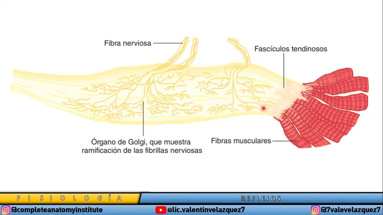 NEUROFISIOLOGÍA | REFLEJOS (Arco reflejo, reflejo miotático, miotático inverso, órgano de Golgi)