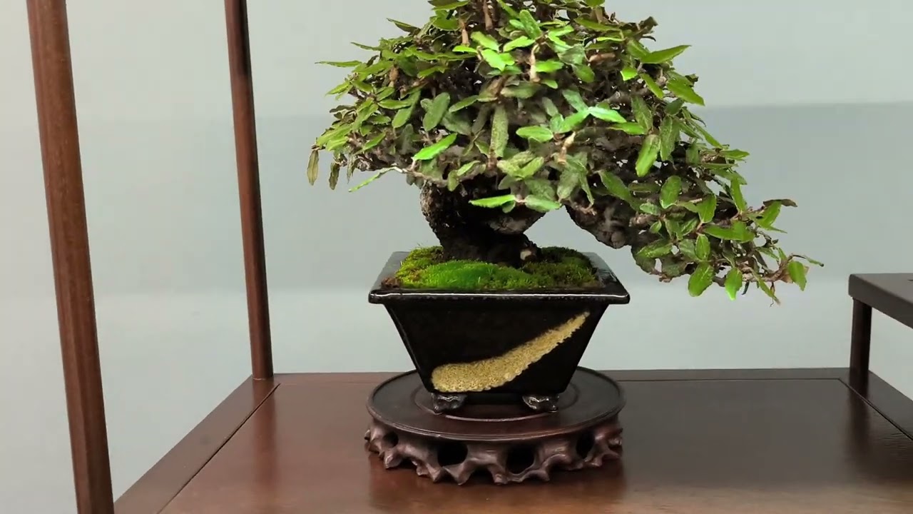 V UBE BONSAI ARANJUEZ EXPOSICIÓN SHOJIN