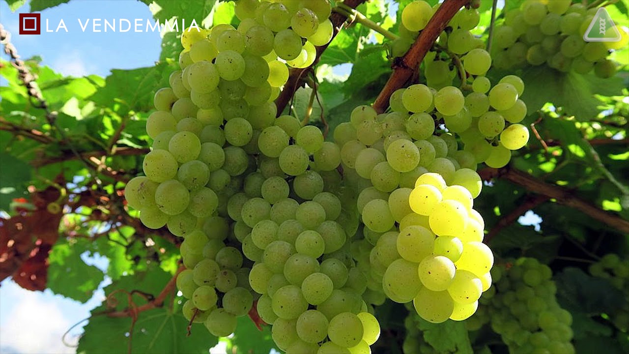 VITISOM: dalla concimazione organica alla vendemmia