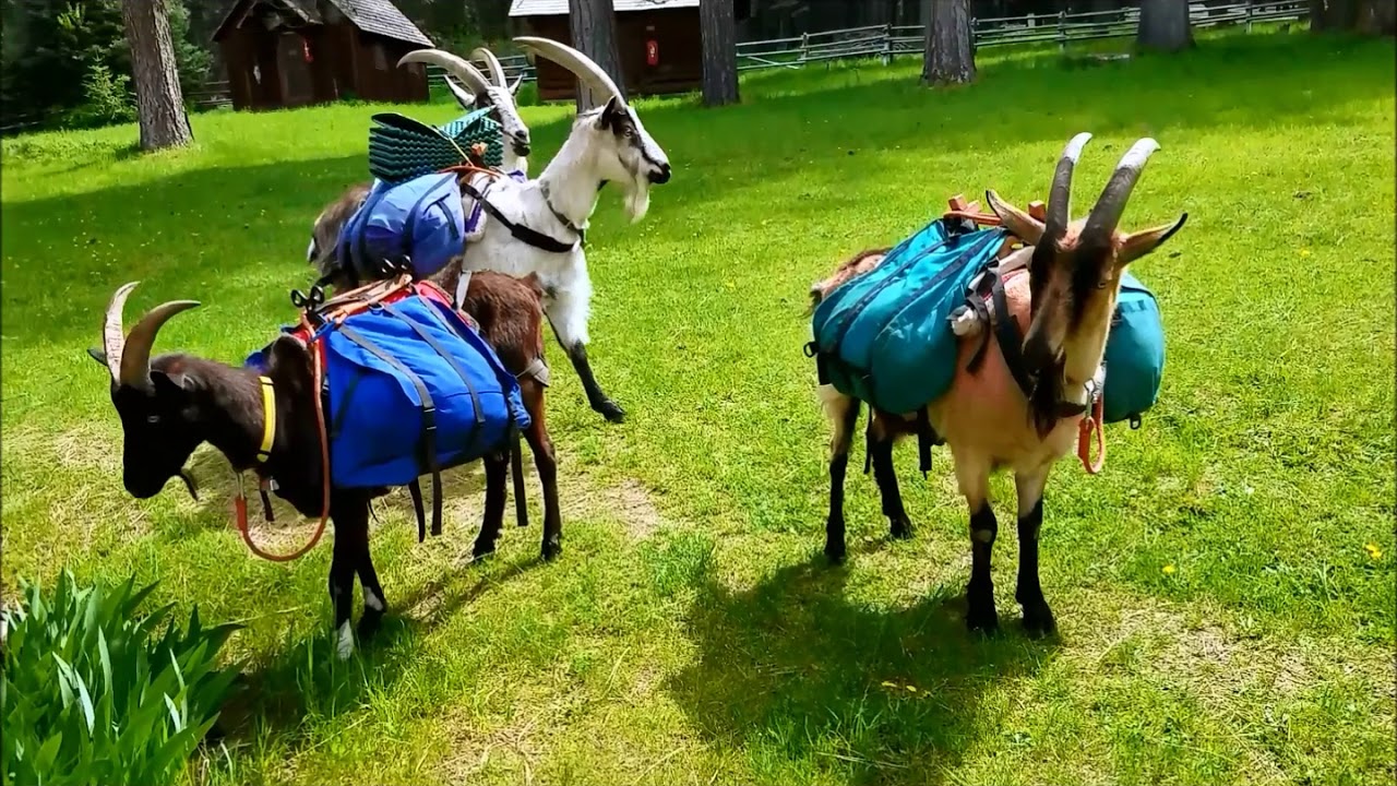 Pack Goat trip: Selway-Bitterroot Wilderness - May 2018