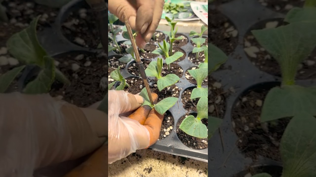 Grafting Watermelon Onto Pumpkin Rootstock: A Step-by-Step Guide @HappyFarm85