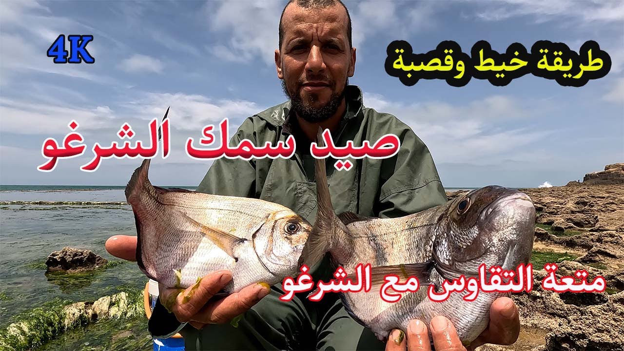 صيد شرغو بطعم بوزروكة+الحصيلة       #صيد #fishing #fishinglife #fishingvideo