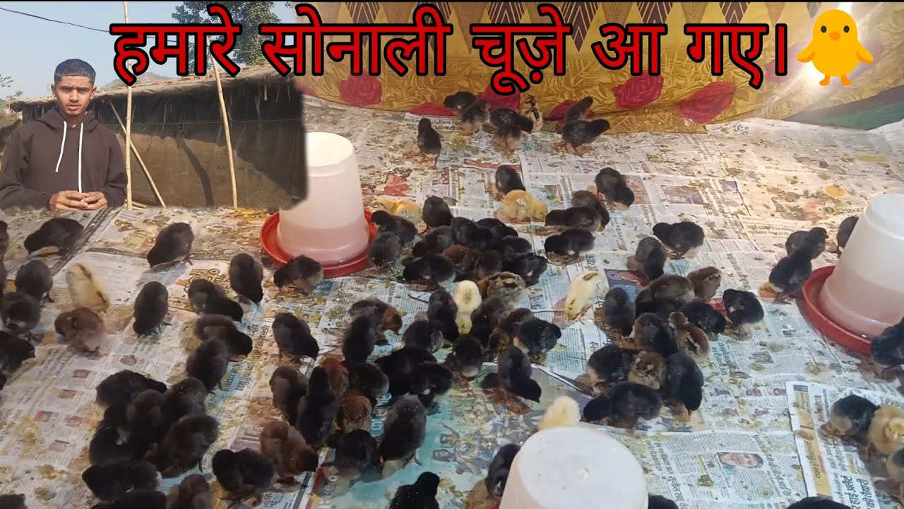 हमारे 300 सोनाली के चूज़े आ गए। अगर किसी को ब्रूडिंग में कुछ दिक्कतें आ रही हैं तो हमसे संपर्क करे।