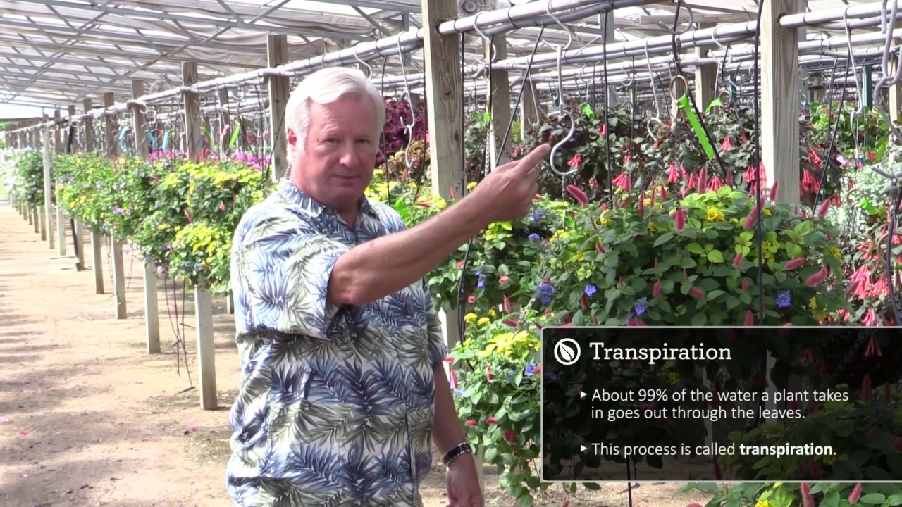 Plant Physiology for Growers, Part 1: How Plants 