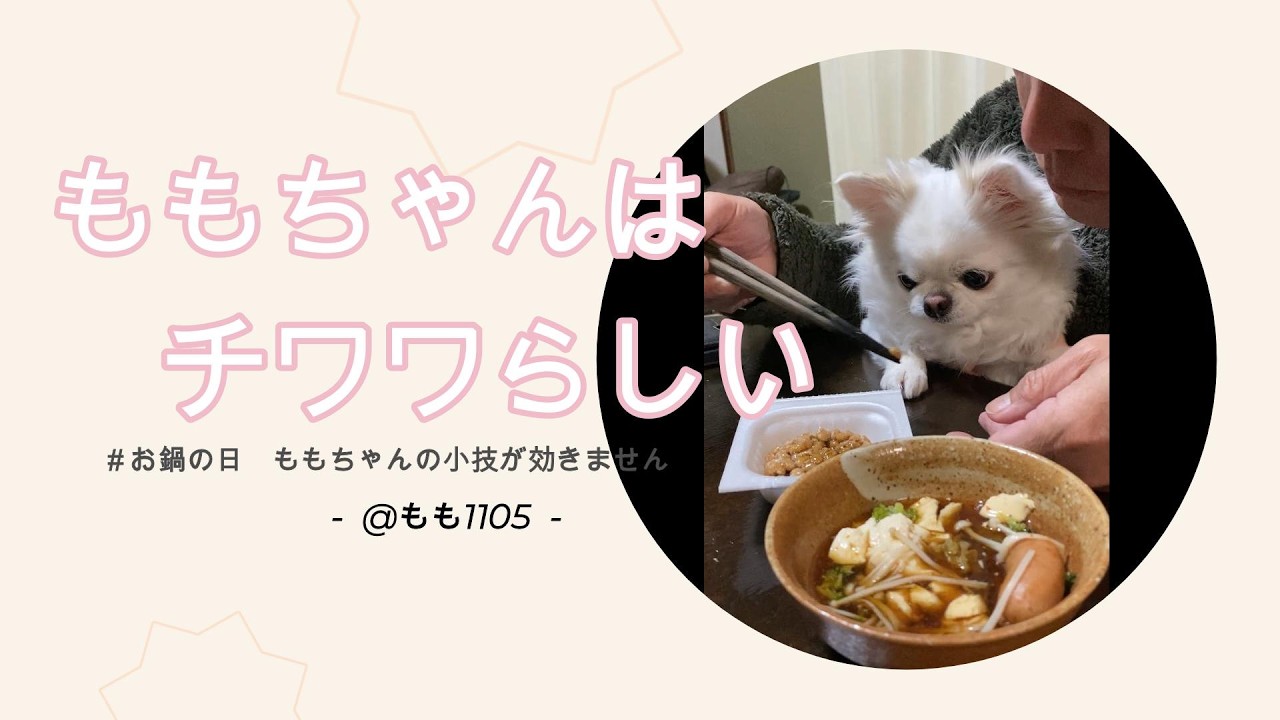 お鍋の日ももちゃんの小技が効きません【ももちゃんの日常】#チワワ #ももちゃん #pets #食事 