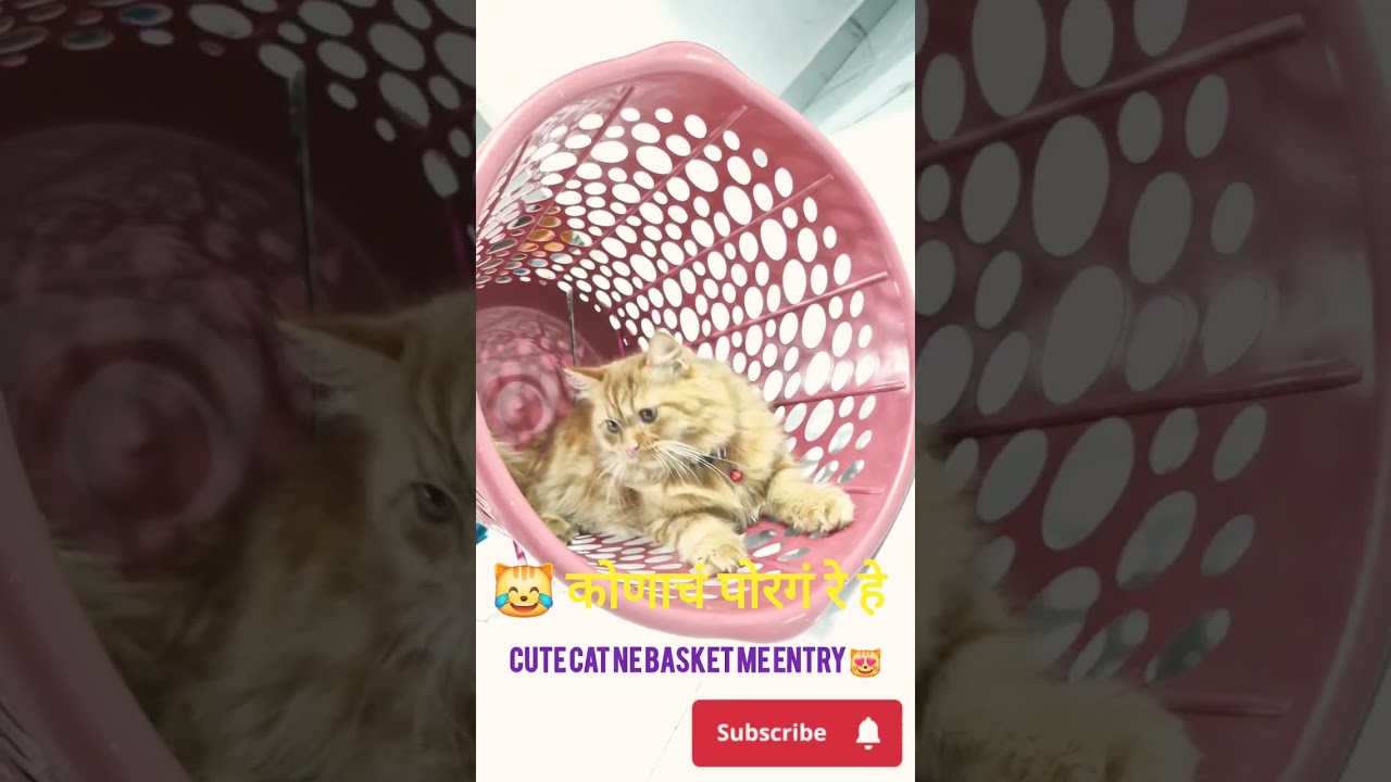 #CatJump