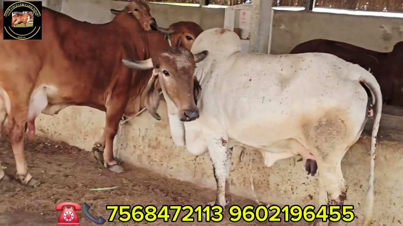 गुजरात से आई अद्भुत #गौ माताओ का जोडा गुड़गांव हरियाणा जाते हुए गोस्वामी डेयरी फार्म ☎️📞 7568472113