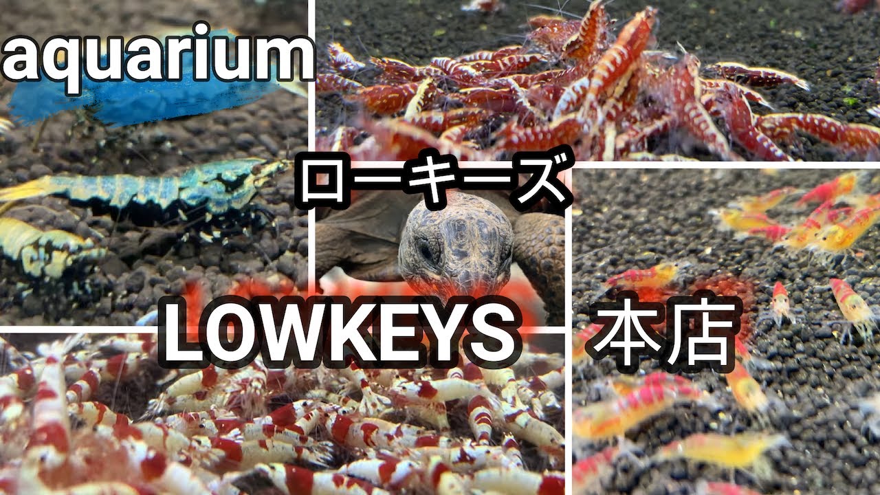 [aquarium]レッドビーなどシュリンプといえばここ！LOWKEYS本店に行ってきました！