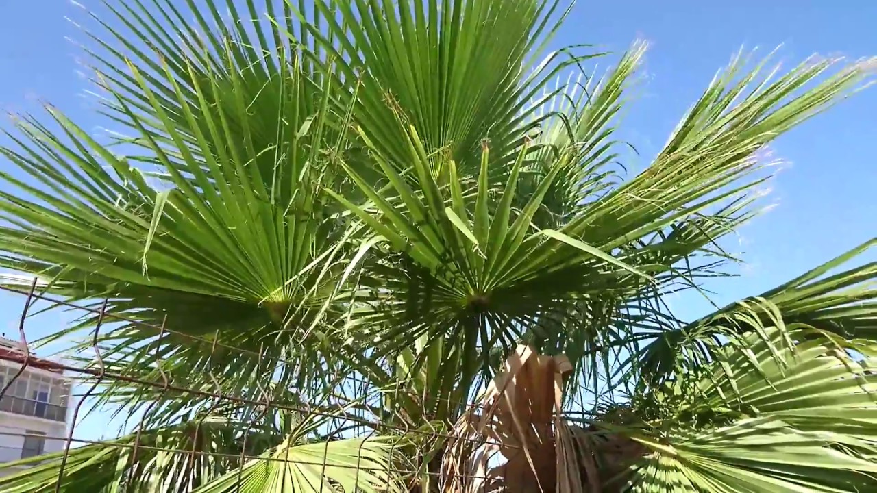 Las palmeras 🌴 🌴 que son aconsejables para poner en las jaulas de los Agapornis VÍDEO 1