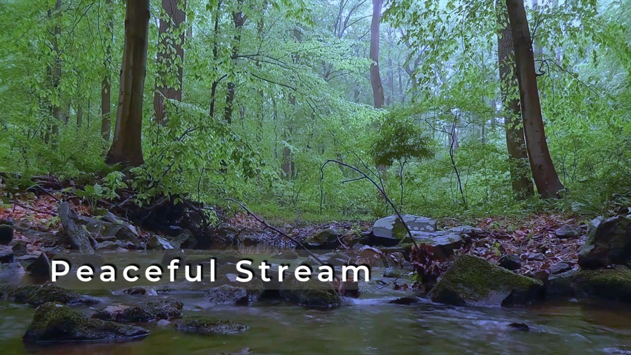 Relaxing Forest Stream (30 Minutes) | Sleep, Study, Relax