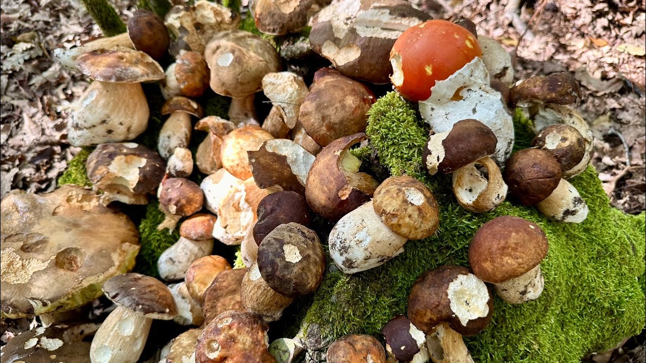 9️⃣5️⃣ 2024-09-25 FUNGHI PORCINI CHE PASSIONE 🍄 #95