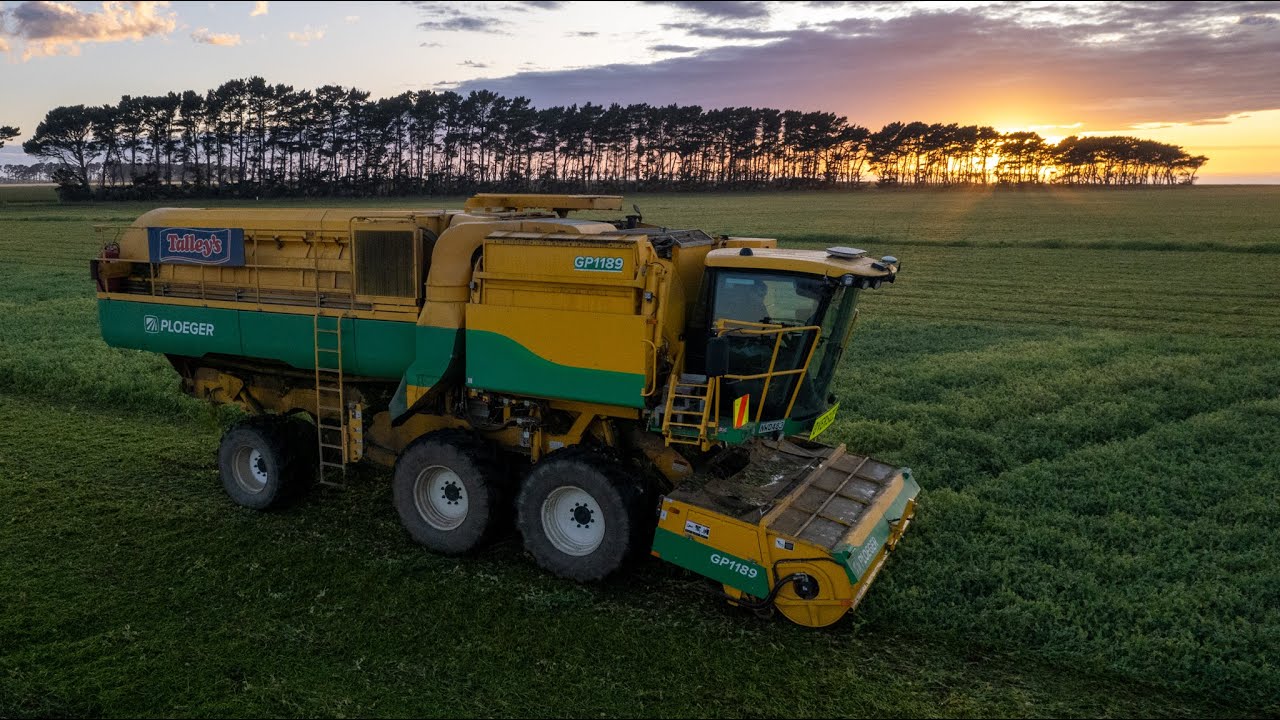 Harvesting Process Peas | 3X Ploeger Pea Viners
