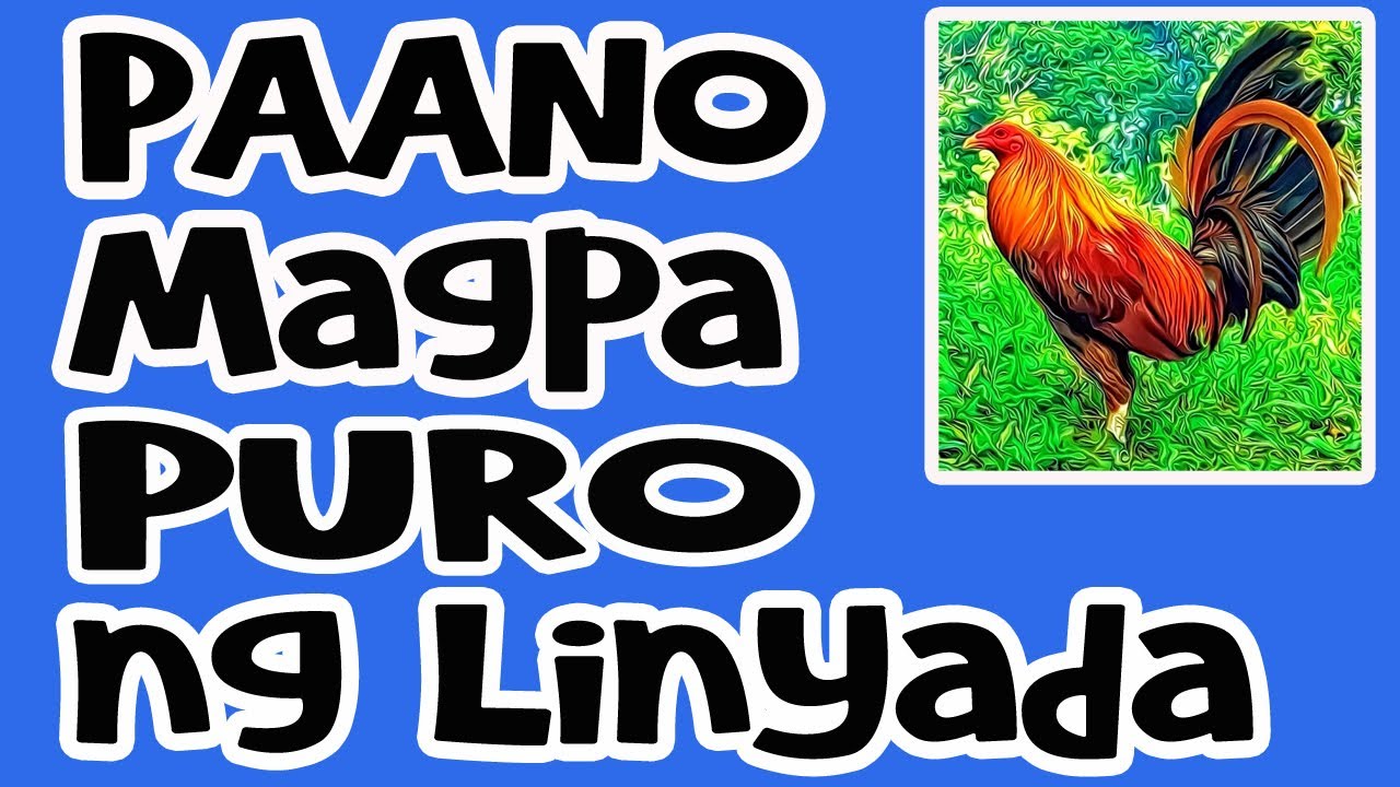 Paano Magpa-Puro ng Linyada || SeedFowl
