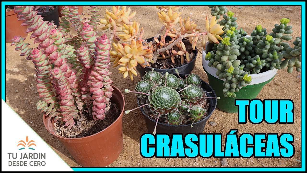 🌱 Suculentas IDENTIFICADAS de la familia Crassulaceae 👉 TOUR por mi COLECCIÓN de CRASULÁCEAS