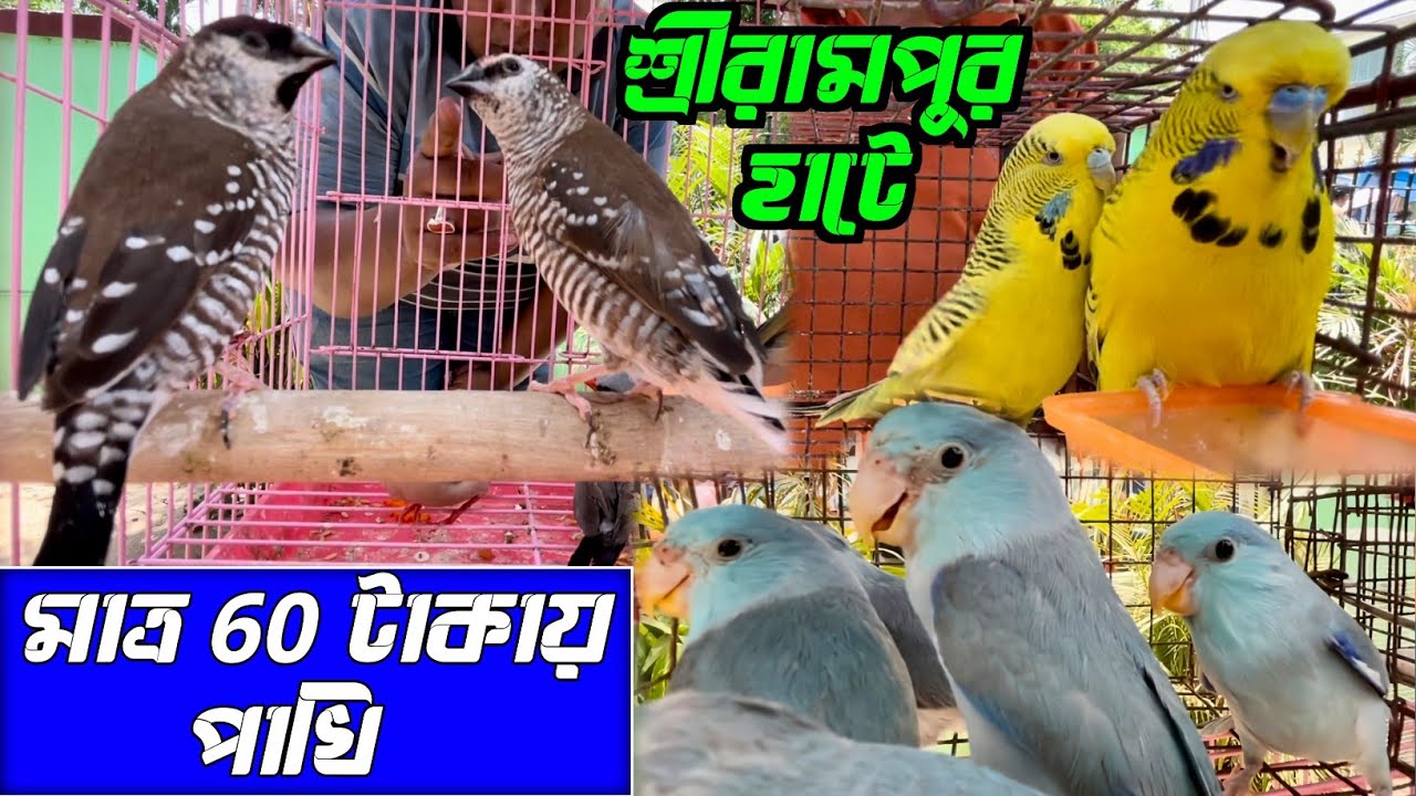 শ্রীরামপুর হাটে মাত্র 60 টাকায় পাখি। Serampore Pet Market। Bird Market in Kolkata Price।