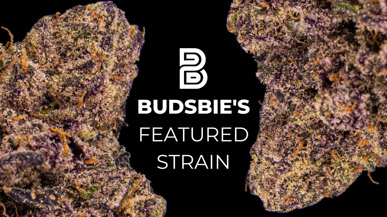 Jetlato from Darwin Farms | Budsbie's Featured Strain
