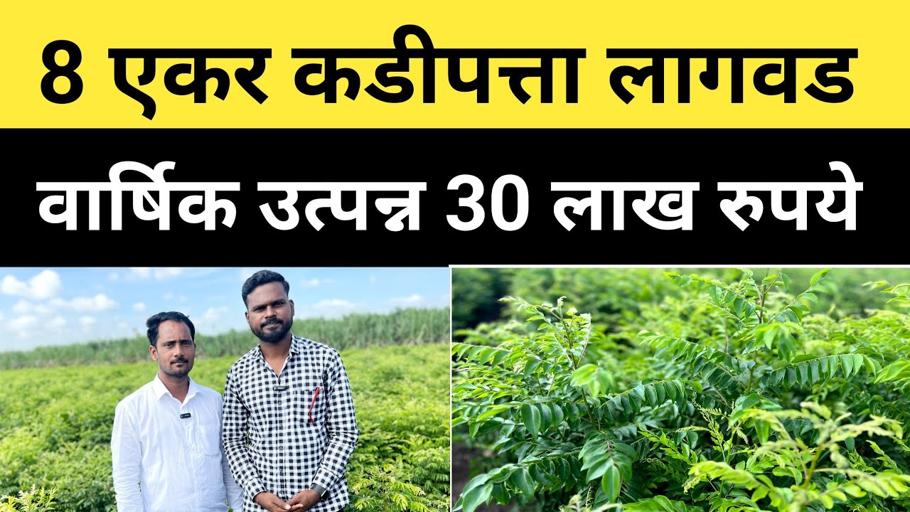 कढीपत्त्याची लागवड करून लाखोंचा नफा /पुण्याच्या तरुण शेतकऱ्याची यशोगाथा