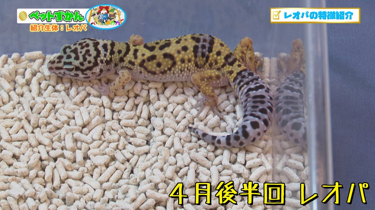 ペットずかん 2025 4月後半回 レオパードゲッコー