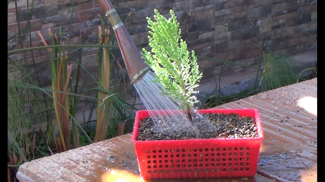 Bonsai Zero Sequoia GIGANTEEEEEE - sequoiadendron giganteum