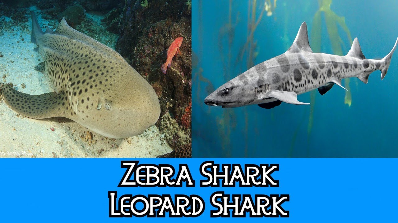 Zebra Shark & Leopard Shark - The Differences
