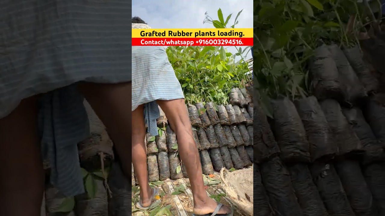 GRAFTED RUBBER PLANTS NURSERY #rubber #rubberplants #rubberfarming#rubberplant#rubberplantation