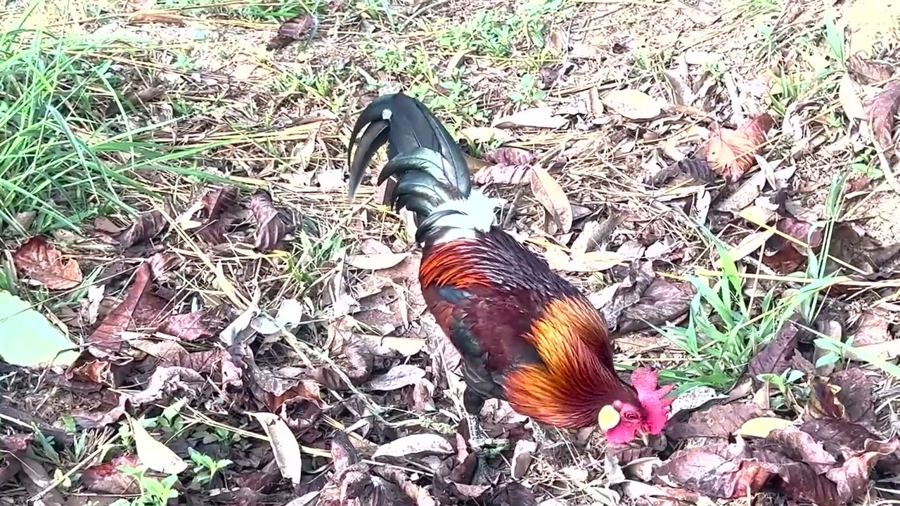 Wherever there are wild chickens, there I am.  02/27/2026