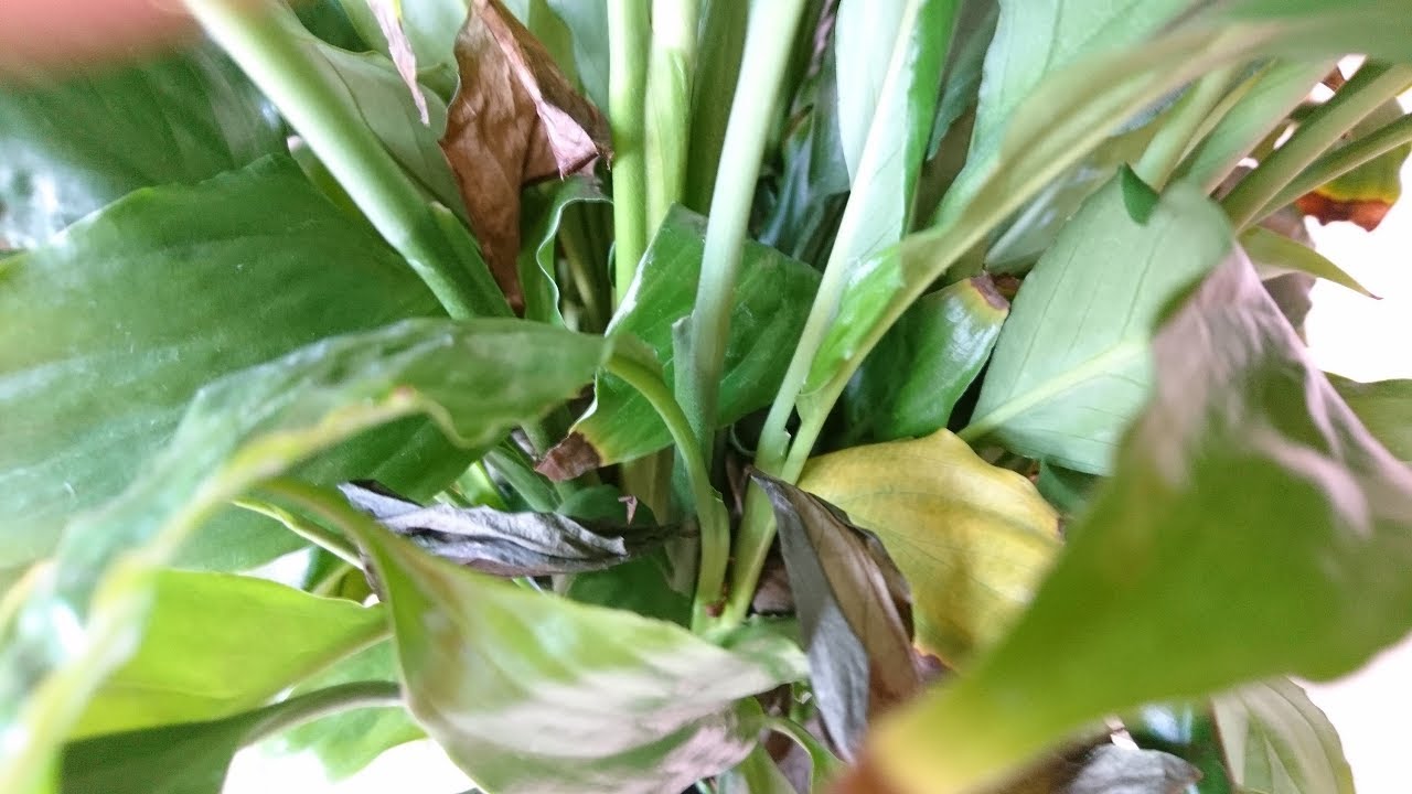 Спасаю спатифиллум ! Еще одна реанимация!