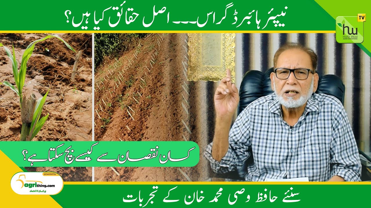 یپئر ہائبرڈ گراس۔۔۔ اصل حقائق کیا ہیں؟Hybrid Grass