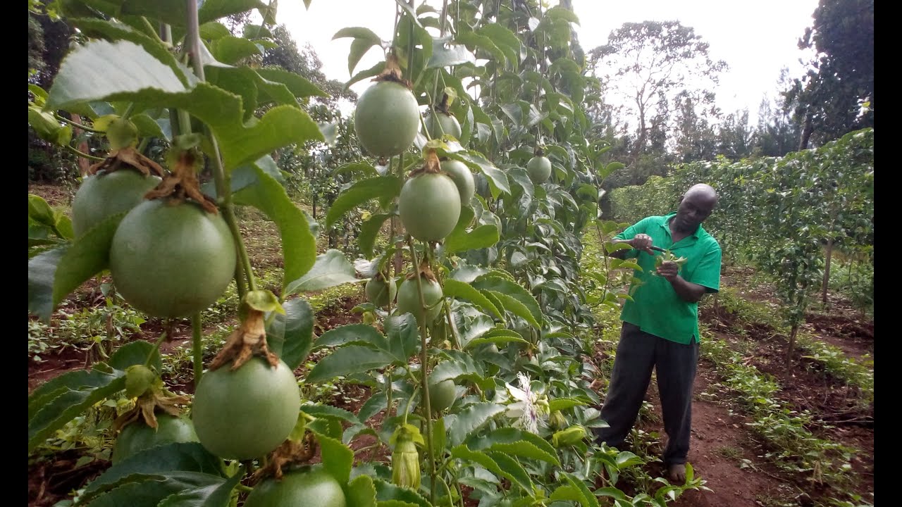 PART 3/3: A-Z OF PASSION FRUIT FARMING