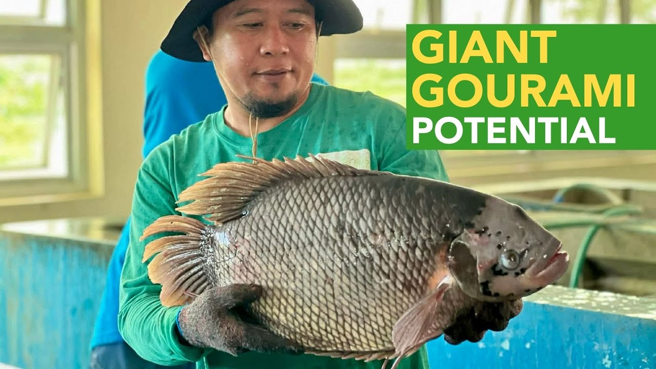 Giant Gourami: The Future of Aquaculture in the Philippines? Discover Its Potential!