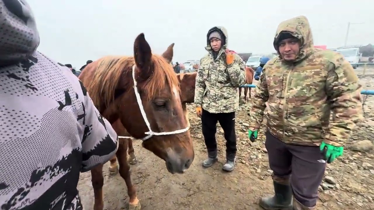 Сокулук жылкы базар 7- февраль