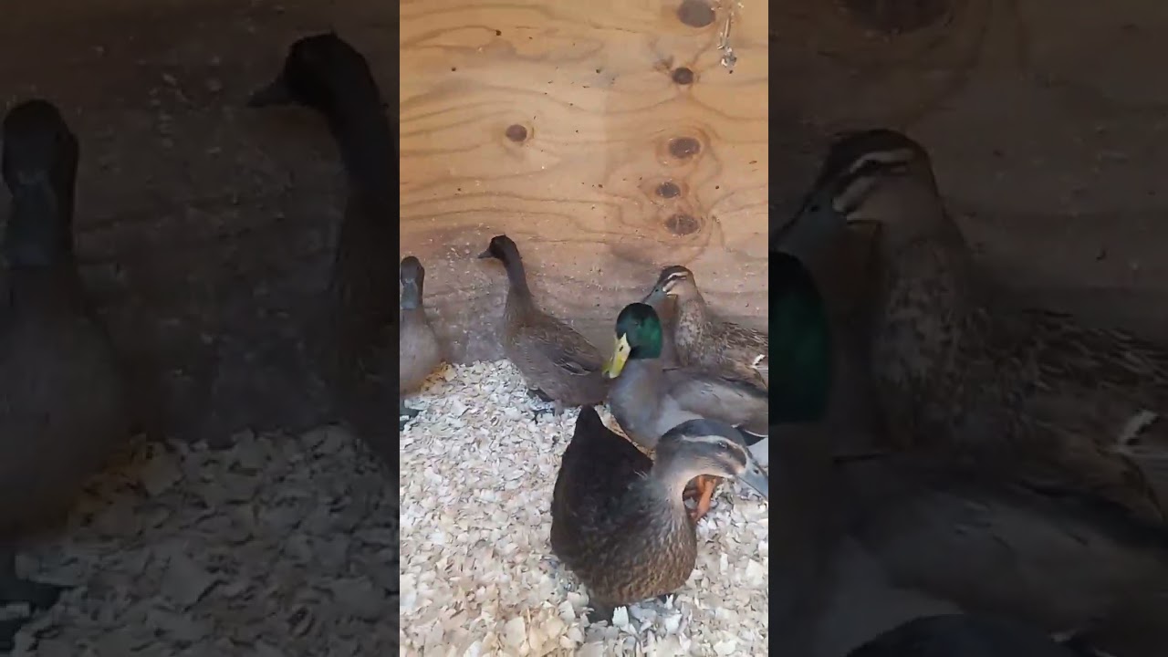 Khaki Campbell and Rouen ducks. #khakicampbell #rouen #ducks #duckfarming