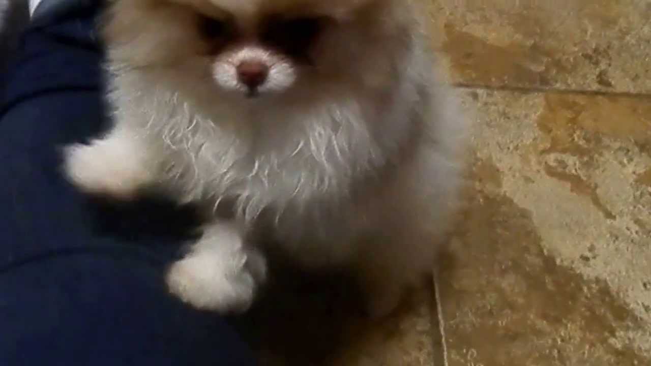 Our Growing Pomeranian Puppies