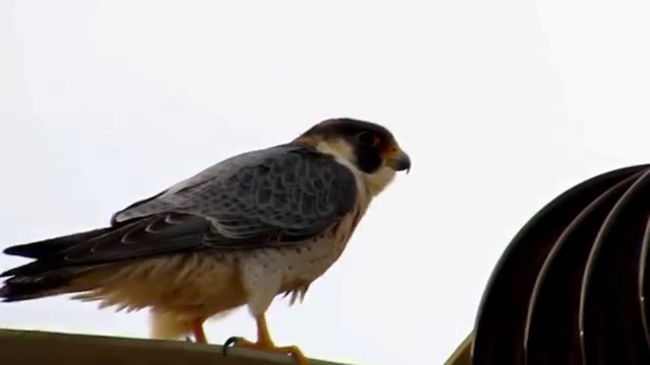 Barbary Falcon - בז מדברי