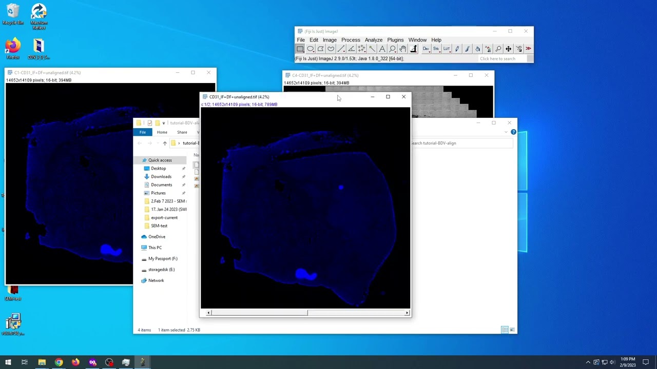 How to align, overlay & export transformed images from BigDataViewer via BigStitcher in FIJI/ImageJ