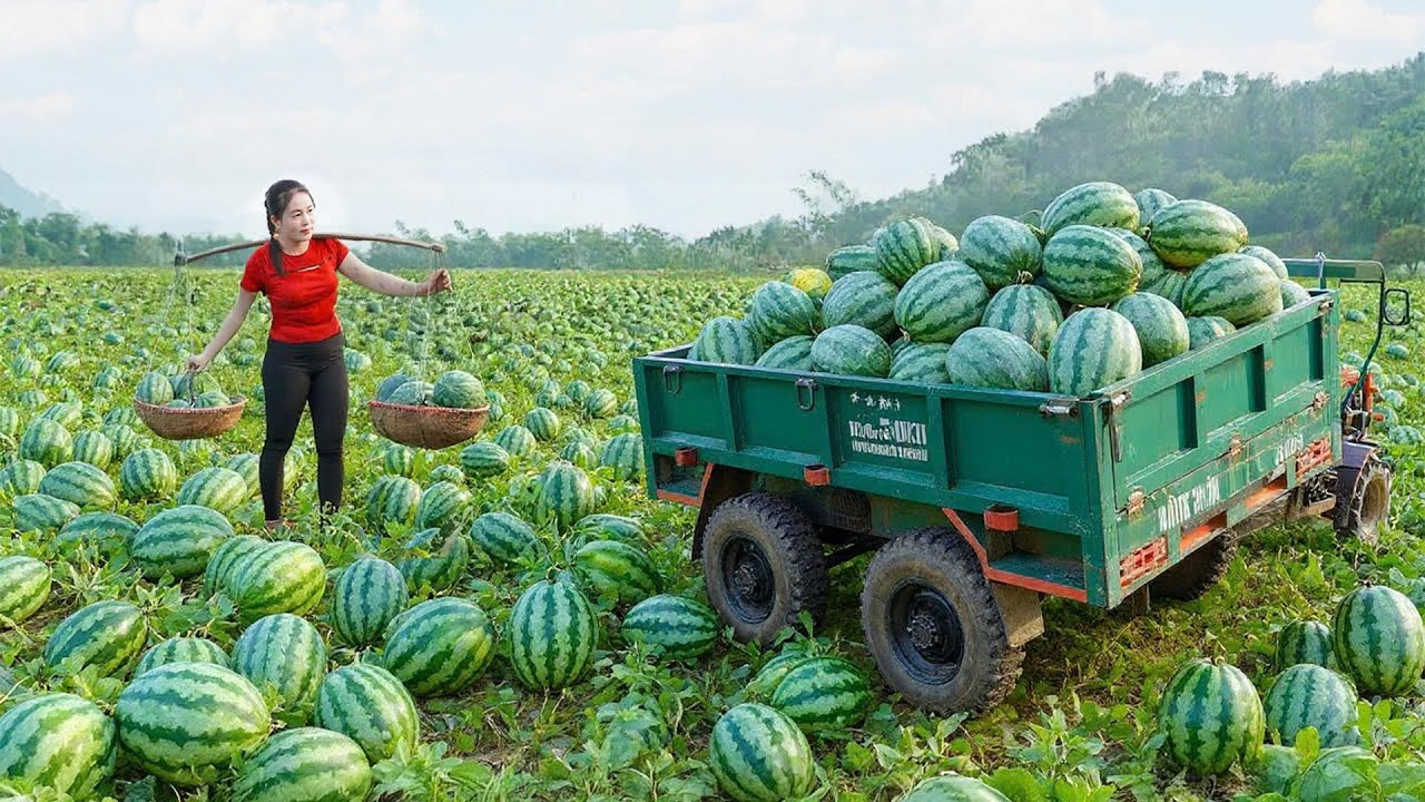 Harvest 1000 Watermelons - Use Truck to Transport Watermelons Go to Market Sell | Đào Daily Farm