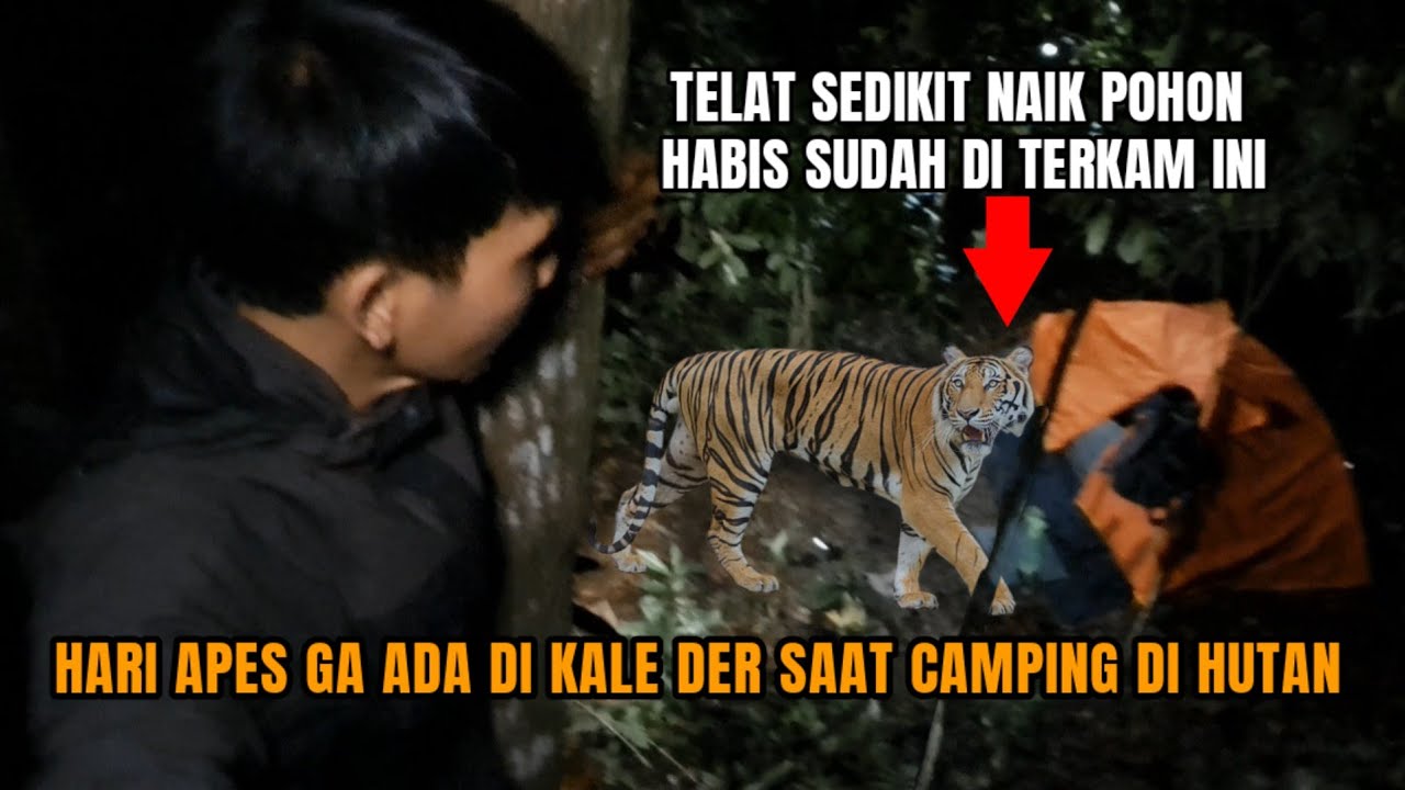 CAMPING HOROR: DI KEJAR HARIMAU SAAT CAMPING DI LOKASI TERLARANG