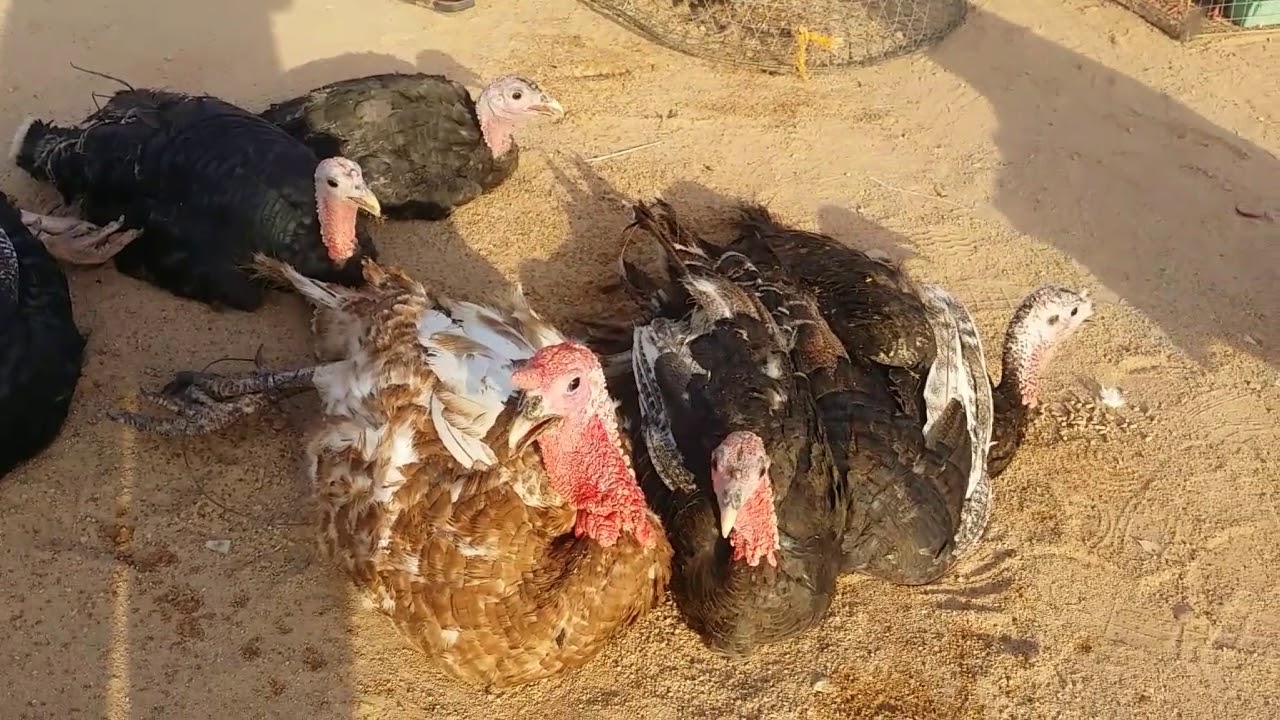 حراج حفر الباطن
