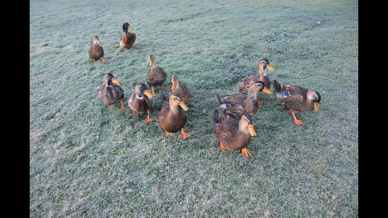 Farm ducks Release the Ducks...... ROUEN Ducks go swimming. Mallard look-a-like!