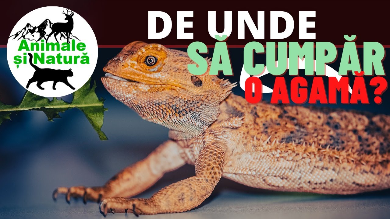 AGAMA CU BARBĂ (întreținere, îngrijire, ce mănâncă) - Practic tot ce trebuie să știi!