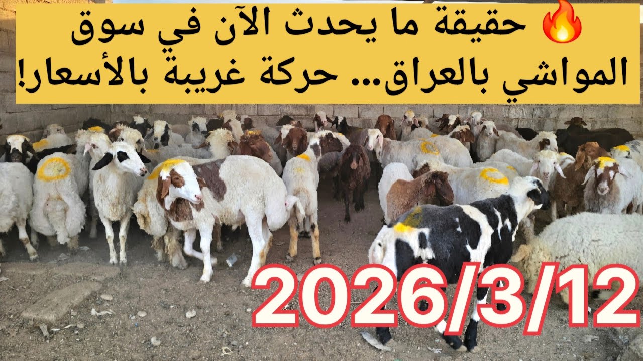 🔥 حقيقة ما يحدث الآن في سوق المواشي بالعراق… حركة غريبة بالأسعار!